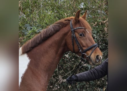 Pony tedesco, Castrone, 5 Anni, 154 cm, Pezzato