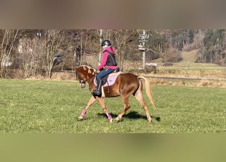 Pony tedesco, Castrone, 6 Anni, 138 cm, Sauro