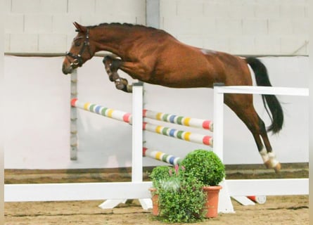 Pony tedesco, Castrone, 6 Anni, 144 cm, Baio