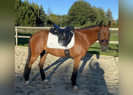 Pony tedesco, Castrone, 6 Anni, 146 cm, Baio