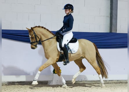 Pony tedesco, Castrone, 6 Anni, 146 cm, Sauro scuro