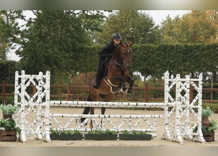 Pony tedesco, Castrone, 6 Anni, 147 cm, Baio
