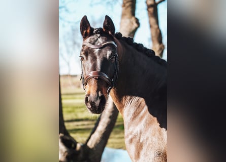Pony tedesco, Castrone, 6 Anni, 149 cm, Baio scuro