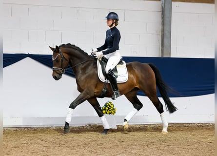 Pony tedesco, Castrone, 6 Anni, 154 cm, Baio nero