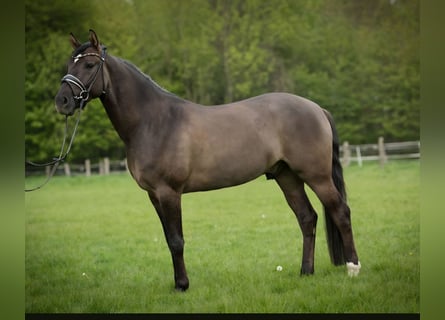 Pony tedesco, Castrone, 6 Anni, 154 cm