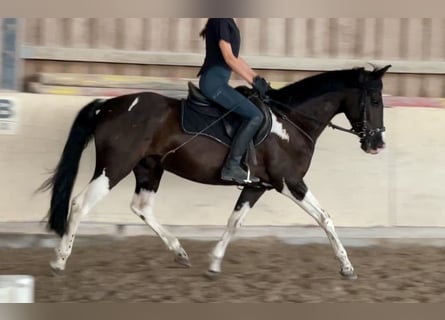 Pony tedesco Mix, Castrone, 6 Anni, 155 cm, Pezzato