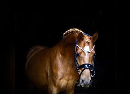 Pony tedesco, Castrone, 7 Anni, 145 cm, Sauro