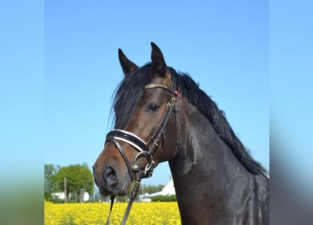 Pony tedesco, Castrone, 7 Anni, 146 cm, Baio nero