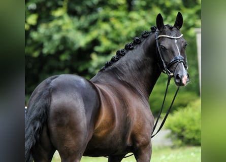 Pony tedesco, Castrone, 7 Anni, 147 cm, Morello