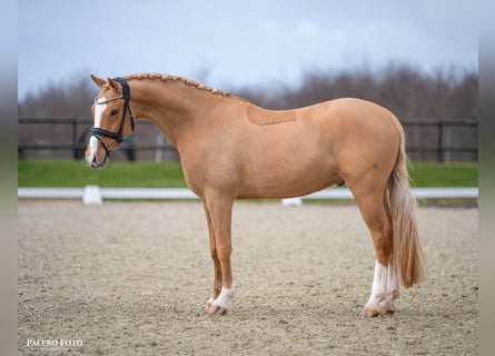 Pony tedesco, Castrone, 7 Anni, 147 cm, Palomino