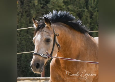Pony tedesco, Castrone, 7 Anni, 148 cm, Pelle di daino