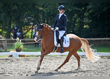 Pony tedesco, Castrone, 7 Anni, 148 cm, Sauro