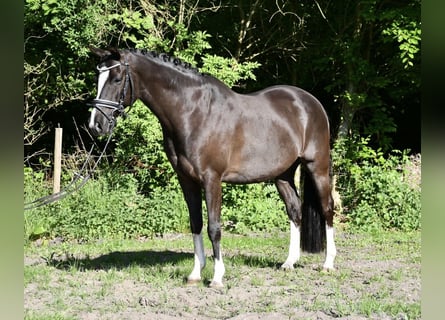 Pony tedesco, Castrone, 7 Anni, 148 cm, Sauro scuro