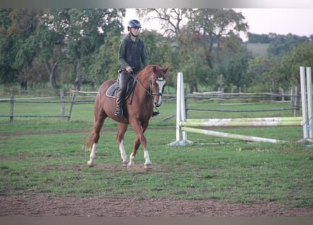 Pony tedesco, Castrone, 7 Anni, 154 cm, Sauro