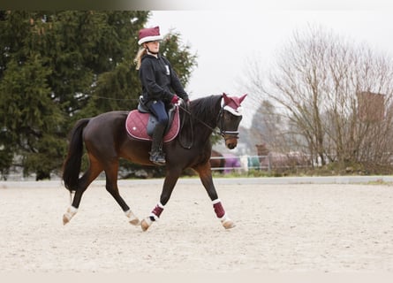 Pony tedesco, Castrone, 8 Anni, 140 cm, Baio scuro