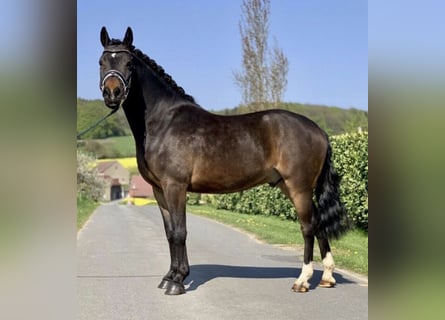 Pony tedesco, Castrone, 8 Anni, 140 cm, Baio scuro