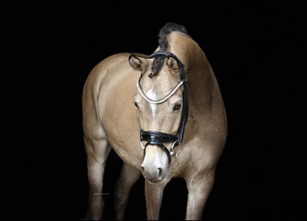 Pony tedesco, Castrone, 8 Anni, 145 cm, Falbo