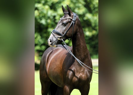 Pony tedesco, Castrone, 8 Anni, 147 cm, Morello