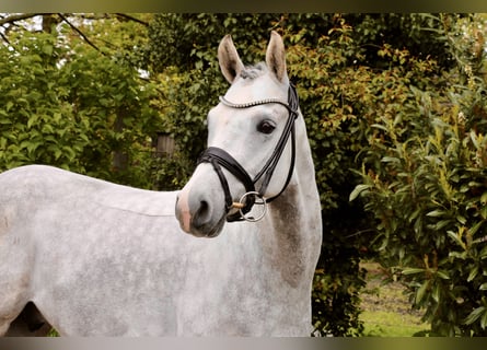 Pony tedesco, Castrone, 8 Anni, 148 cm, Grigio