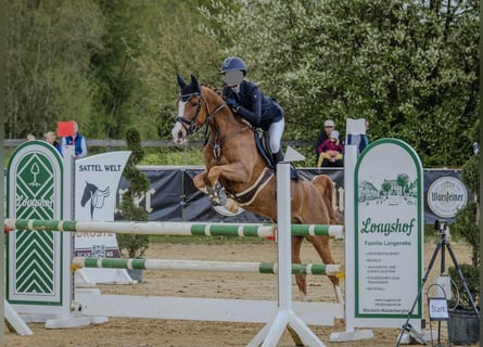 Pony tedesco, Castrone, 8 Anni, 148 cm, Sauro