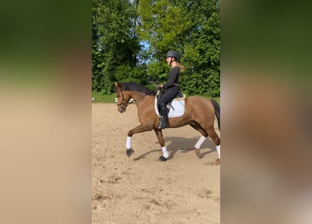 Pony tedesco, Castrone, 8 Anni, 148 cm, Sauro scuro