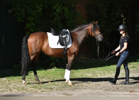 Pony tedesco, Castrone, 9 Anni, 145 cm, Baio