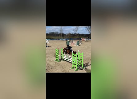 Pony tedesco, Castrone, 9 Anni, 148 cm, Baio