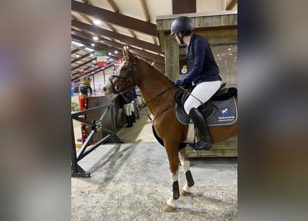 Pony tedesco, Castrone, 9 Anni, 148 cm, Sauro