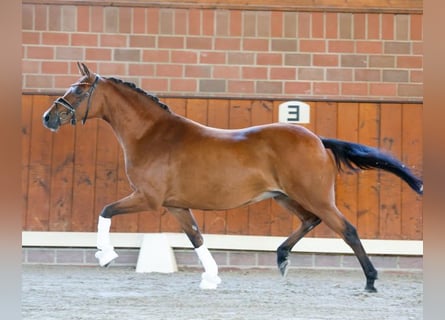 Pony tedesco, Giumenta, 10 Anni, 144 cm, Baio