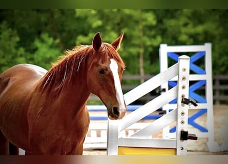 Pony tedesco, Giumenta, 10 Anni, 145 cm, Sauro scuro