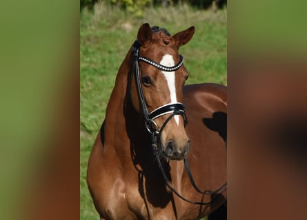 Pony tedesco, Giumenta, 10 Anni, 146 cm, Sauro