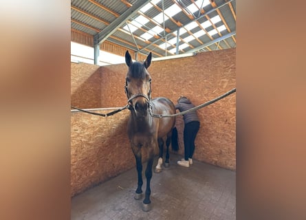 Pony tedesco, Giumenta, 10 Anni, 148 cm, Baio