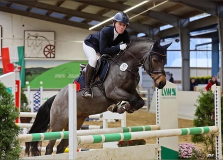 Pony tedesco, Giumenta, 10 Anni, 148 cm, Baio