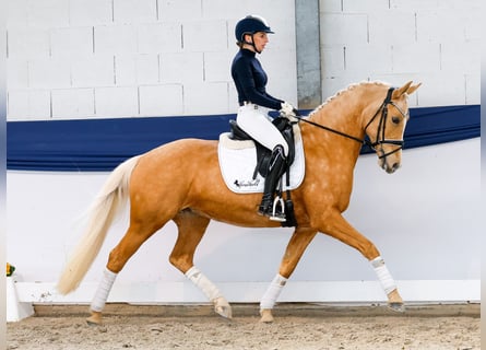 Pony tedesco, Giumenta, 10 Anni, 148 cm, Palomino