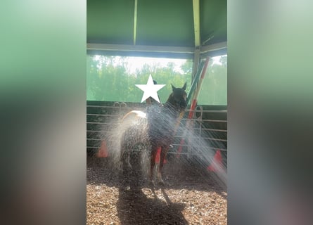 Pony tedesco, Giumenta, 11 Anni, 143 cm, Sauro