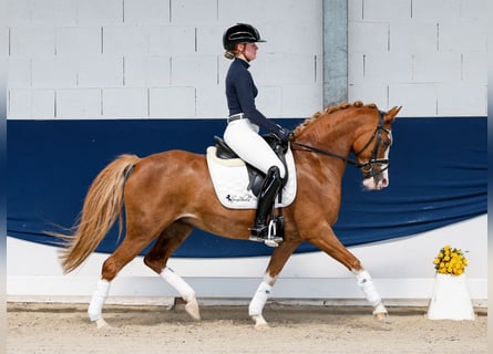 Pony tedesco, Giumenta, 11 Anni, 144 cm, Sauro
