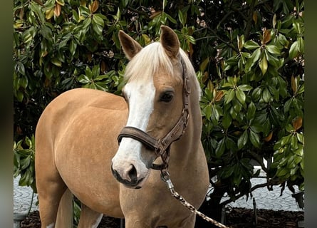Pony tedesco, Giumenta, 11 Anni, 145 cm, Falbo