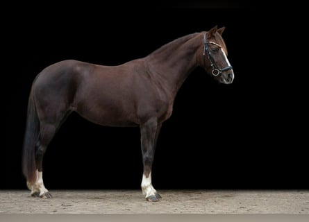 Pony tedesco, Giumenta, 11 Anni, 145 cm, Sauro scuro