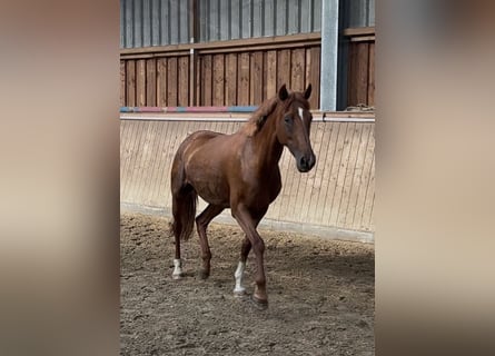 Pony tedesco, Giumenta, 11 Anni, Sauro scuro