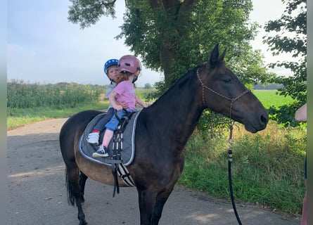Pony tedesco, Giumenta, 12 Anni, 135 cm, Baio scuro
