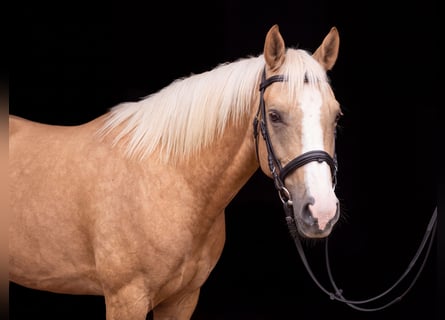 Pony tedesco, Giumenta, 12 Anni, 144 cm, Palomino
