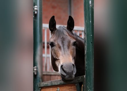 Pony tedesco, Giumenta, 12 Anni, 148 cm, Pelle di daino