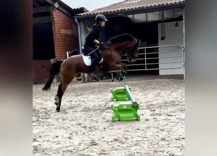 Pony tedesco, Giumenta, 13 Anni, 143 cm, Baio