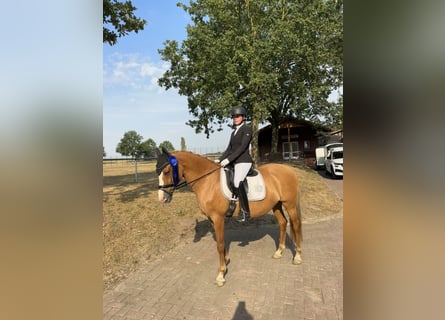 Pony tedesco, Giumenta, 13 Anni, 148 cm, Red dun