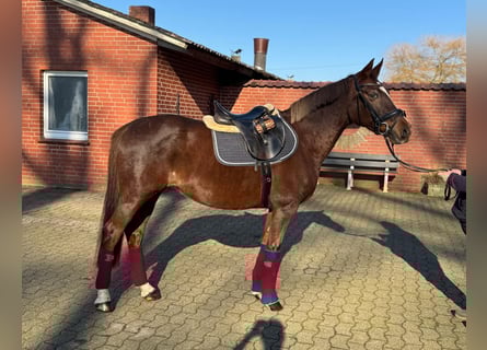 Pony tedesco, Giumenta, 13 Anni, 155 cm, Sauro scuro