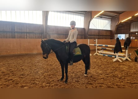 Pony tedesco, Giumenta, 14 Anni, 140 cm, Baio scuro