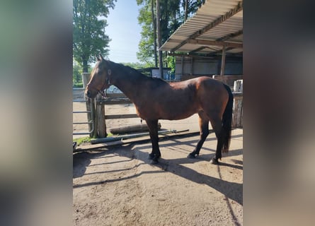Pony tedesco, Giumenta, 14 Anni, 141 cm, Baio