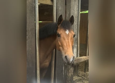 Pony tedesco, Giumenta, 14 Anni, 144 cm, Baio
