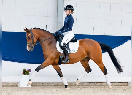 Pony tedesco, Giumenta, 14 Anni, 146 cm, Baio