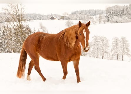 Pony tedesco Mix, Giumenta, 14 Anni, 152 cm, Sauro